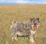 Gumpie-Poo - Miniature Schnauzer