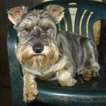 Gumpie-Poo - Miniature Schnauzer