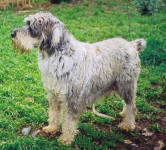 Molly - Standard Schnauzer