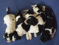 Parti Schnoodle Puppies, Black and White