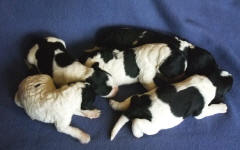 Parti Schnoodle Puppies, Black and White