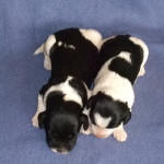 Parti Schnoodle Puppies, Black and White