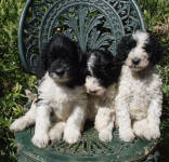 Parti Schnoodle Puppies, Black and White