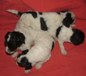 Parti Schnoodle Puppies, Black and White
