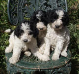 Parti Schnoodle Puppies, Black and White