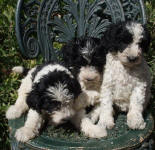 Parti Schnoodle Puppies, Black and White