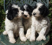 Parti Schnoodle Puppies, Black and White