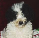 Parti Schnoodle Puppies, Black and White