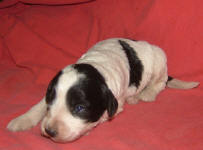 Parti Schnoodle Puppies, Black and White