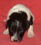 Parti Schnoodle Puppies, Black and White