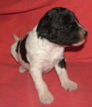 Parti Schnoodle Puppies, Black and White