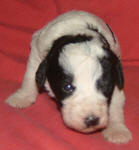 Parti Schnoodle Puppies, Black and White