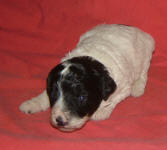 Parti Schnoodle Puppies, Black and White