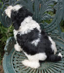 Parti Schnoodle Puppies, Black and White