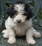 Parti Schnoodle Puppies, Black and White