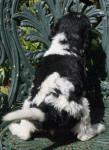 Parti Schnoodle Puppies, Black and White