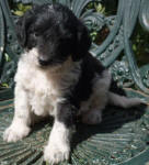 Parti Schnoodle Puppies, Black and White