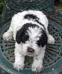 Parti Schnoodle Puppies, Black and White