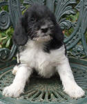 Parti Schnoodle Puppies, Black and White