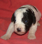 Parti Schnoodle Puppies, Black and White