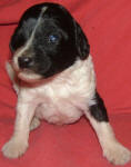 Parti Schnoodle Puppies, Black and White