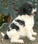 Parti Schnoodle Puppies, Black and White