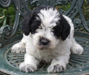 Parti Schnoodle Puppies, Black and White