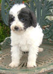 Parti Schnoodle Puppies, Black and White