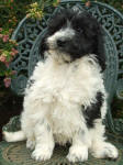 Parti Schnoodle Puppies, Black and White