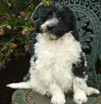 Parti Schnoodle Puppies, Black and White