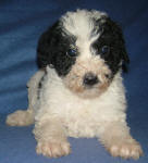 Parti Schnoodle Puppies, Black and White