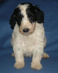 Parti Schnoodle Puppies, Black and White