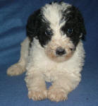 Parti Schnoodle Puppies, Black and White