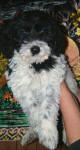 Parti Schnoodle Puppies, Black and White