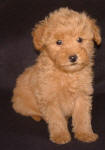 Red Schnoodle Puppies