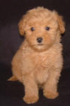 Red Schnoodle Puppies