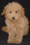 Red Schnoodle Puppies