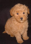 Red Schnoodle Puppies