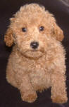 Red Schnoodle Puppies