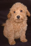 Red Schnoodle Puppies