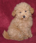 Red Schnoodle Puppies