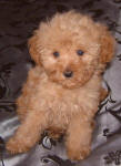 Red Schnoodle Puppies