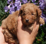 Red Schnoodle Puppies