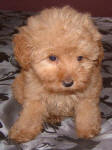 Red Schnoodle Puppies