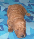 Red Schnoodle Puppies