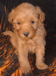 Red Schnoodle Puppies