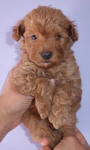 Red Schnoodle Puppies