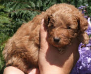 Red Schnoodle Puppies