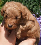 Red Schnoodle Puppies