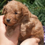 Red Schnoodle Puppies